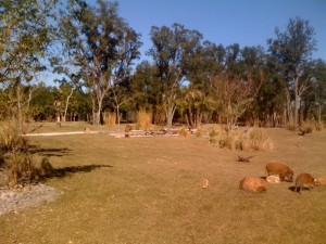 Kidani Village Savanna View
