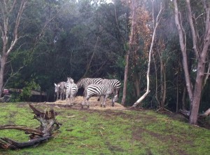 Review: Kilimanjaro Safaris at Disney’s Animal Kingdom