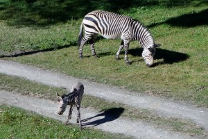 Baby Zebra from my Balcony at Kidani Village  from yourfirstvisit.net