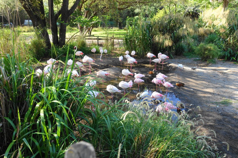 Flamingos Uzima Pool at Disney's Animal Kingdom Lodge from yourfirstvisit.net