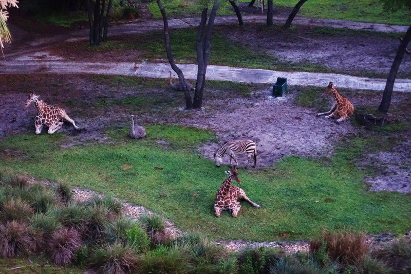 Accommodations And Theming At Disney S Animal Kingdom Villas